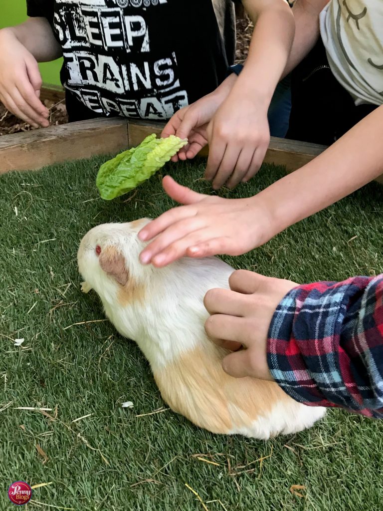 Lee Valley Park Farms