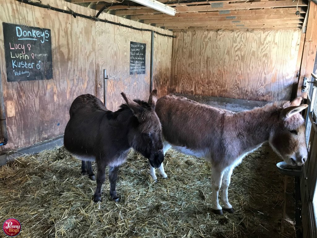 Lee Valley Park Farms