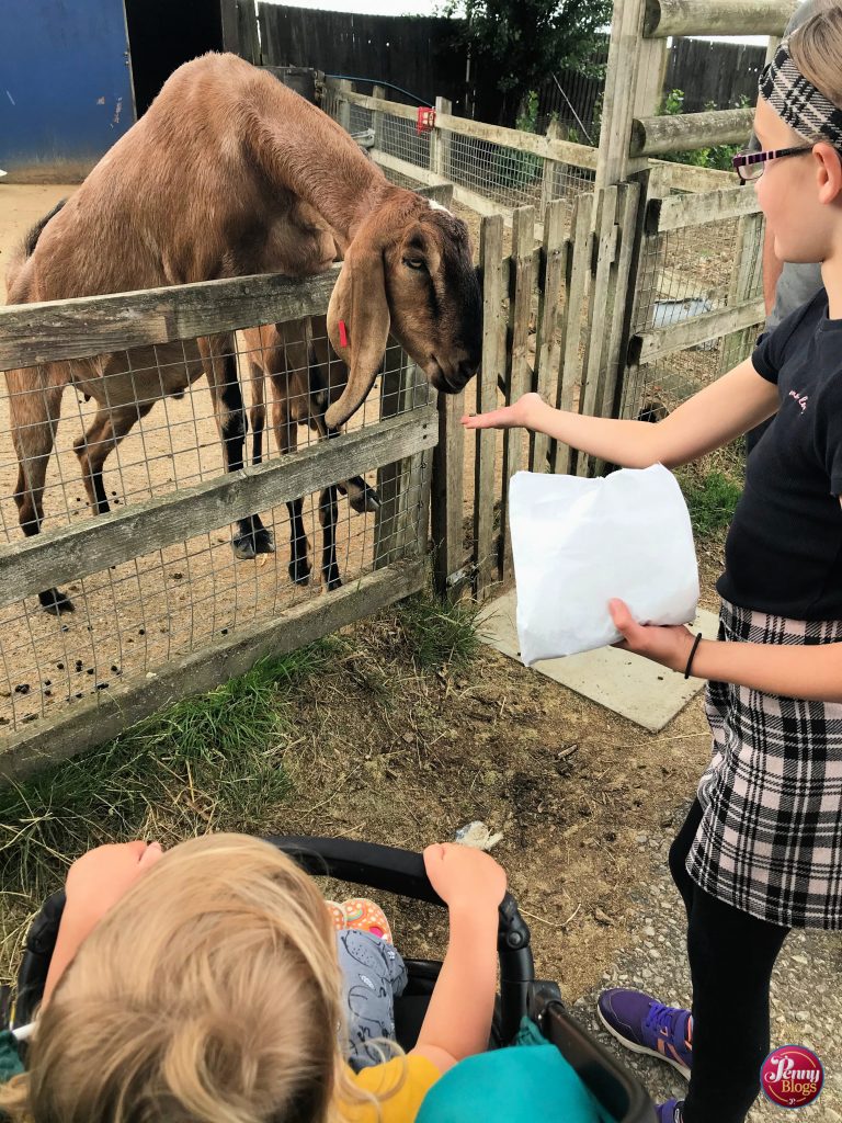 A ten year old girl feeding goats at Woodside Animal Farm as a toddler in a pushchair looks on