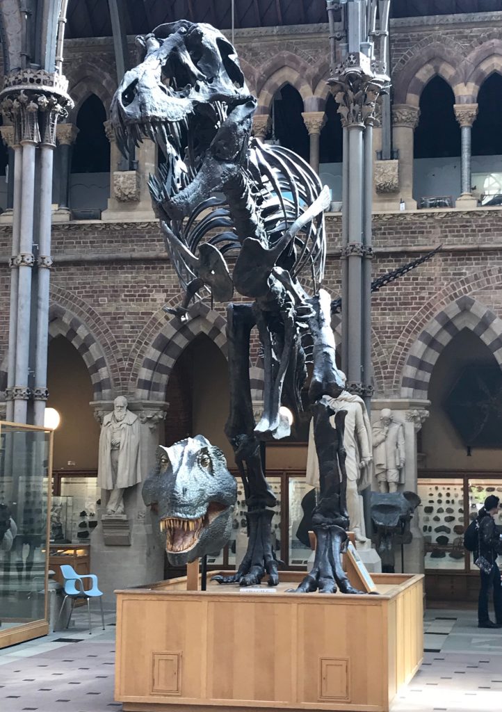 The skeleton of a dinosaur at the museum.