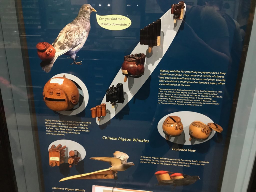 A museum display case showing and explaining Chinese pigeon whistles which were attached to pigeons in China.
