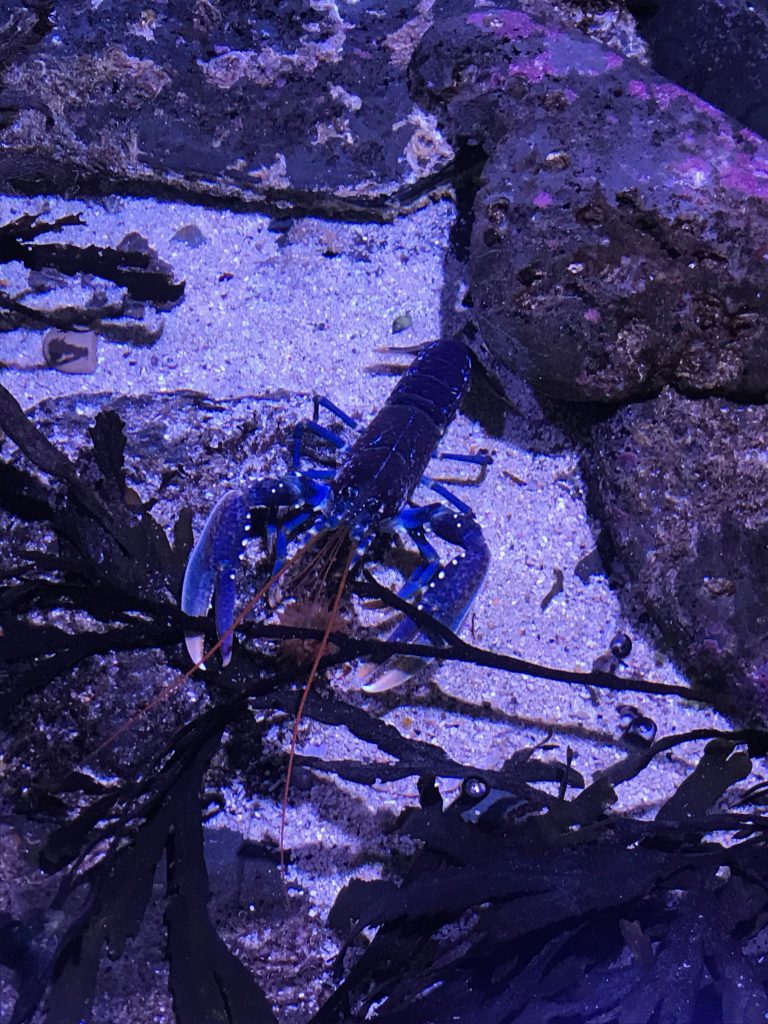 A blue looking lobster inside a large tank.