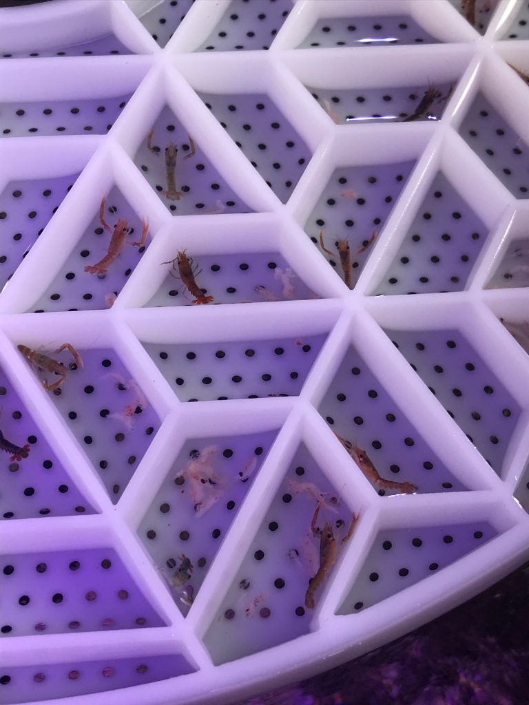 Small trapeze shaped cells in a white tray with holes in the bottom to allow water to rise up through them. In most of the cells is a juvenile lobster. You an clearly see their claws and they simply look like miniature versions of adult lobsters.